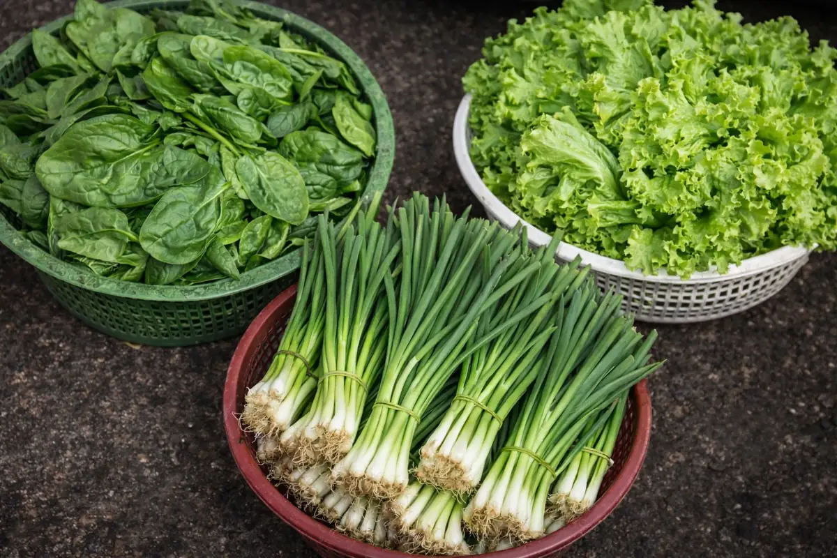 Spinach, spring onions, and leaf lettuce