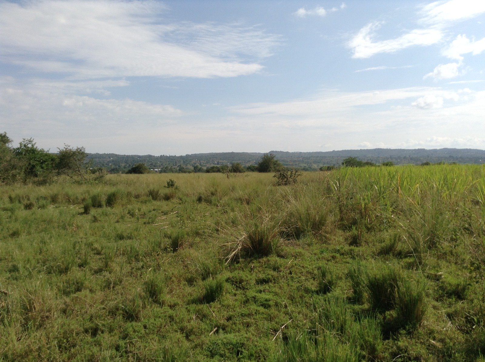 Prepared soil and tree line on Suna Wasimbete land